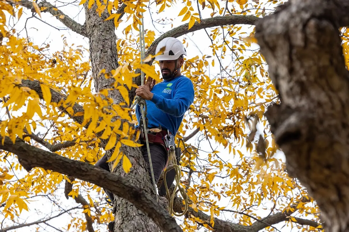 Skilled Tree Planting crew working in Oakdale
